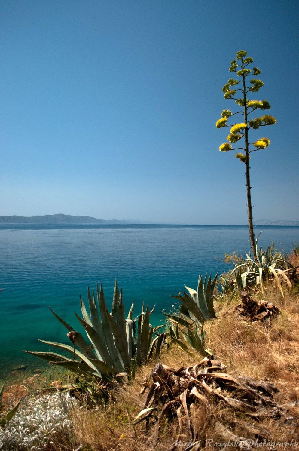 agave, ,summer, ,sunshine, ,sea, ,holidays, ,croatia, Michal Rozalski