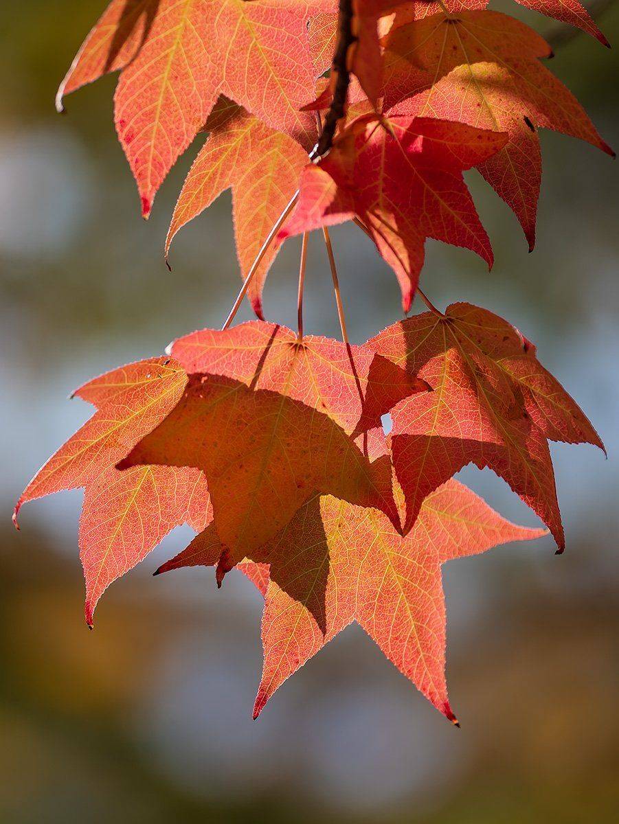 , Александр Земляной