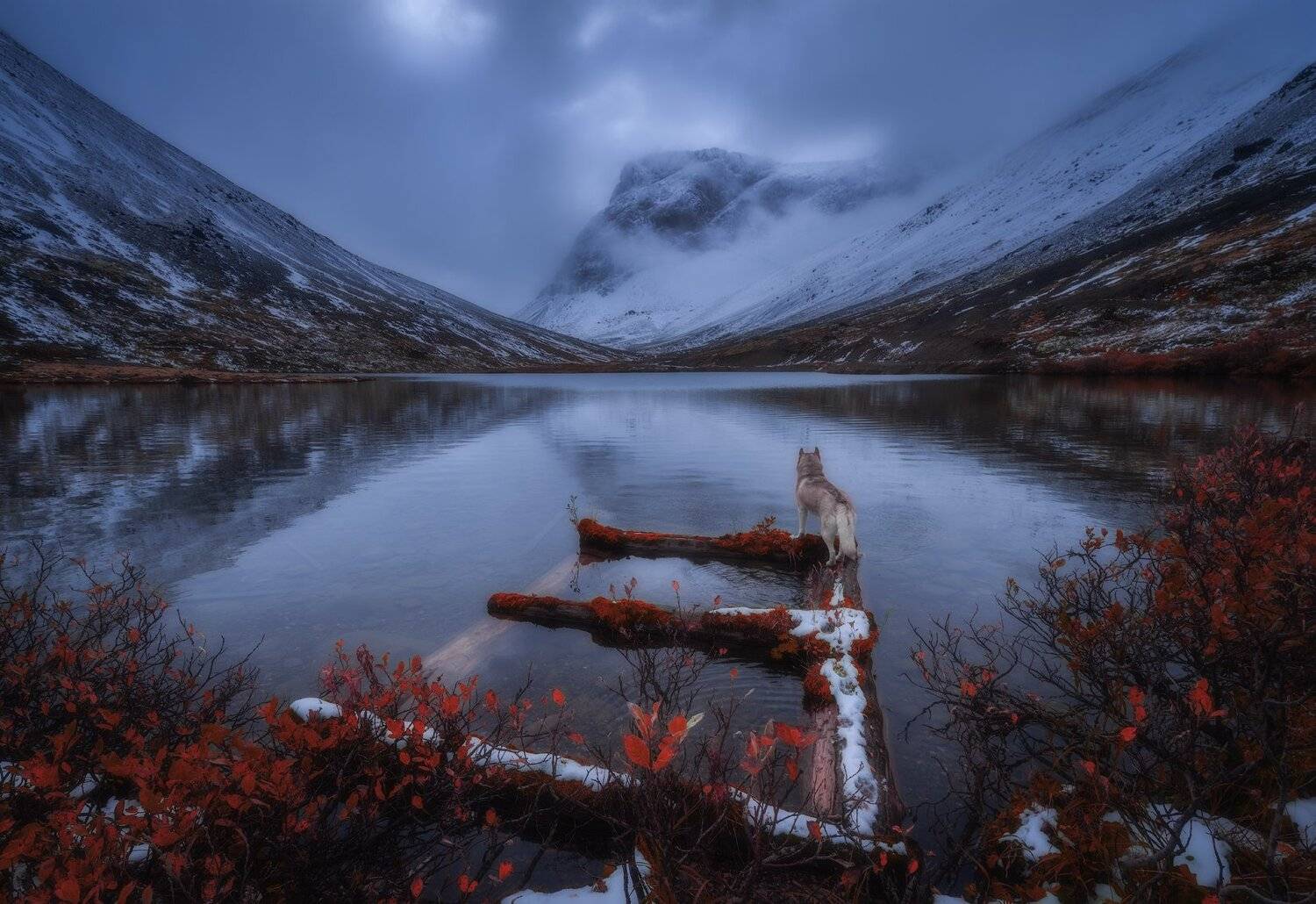 пейзаж,хибины,россия,горы,снег,собака,хаски,отражение,хибины, Виталий Истомин