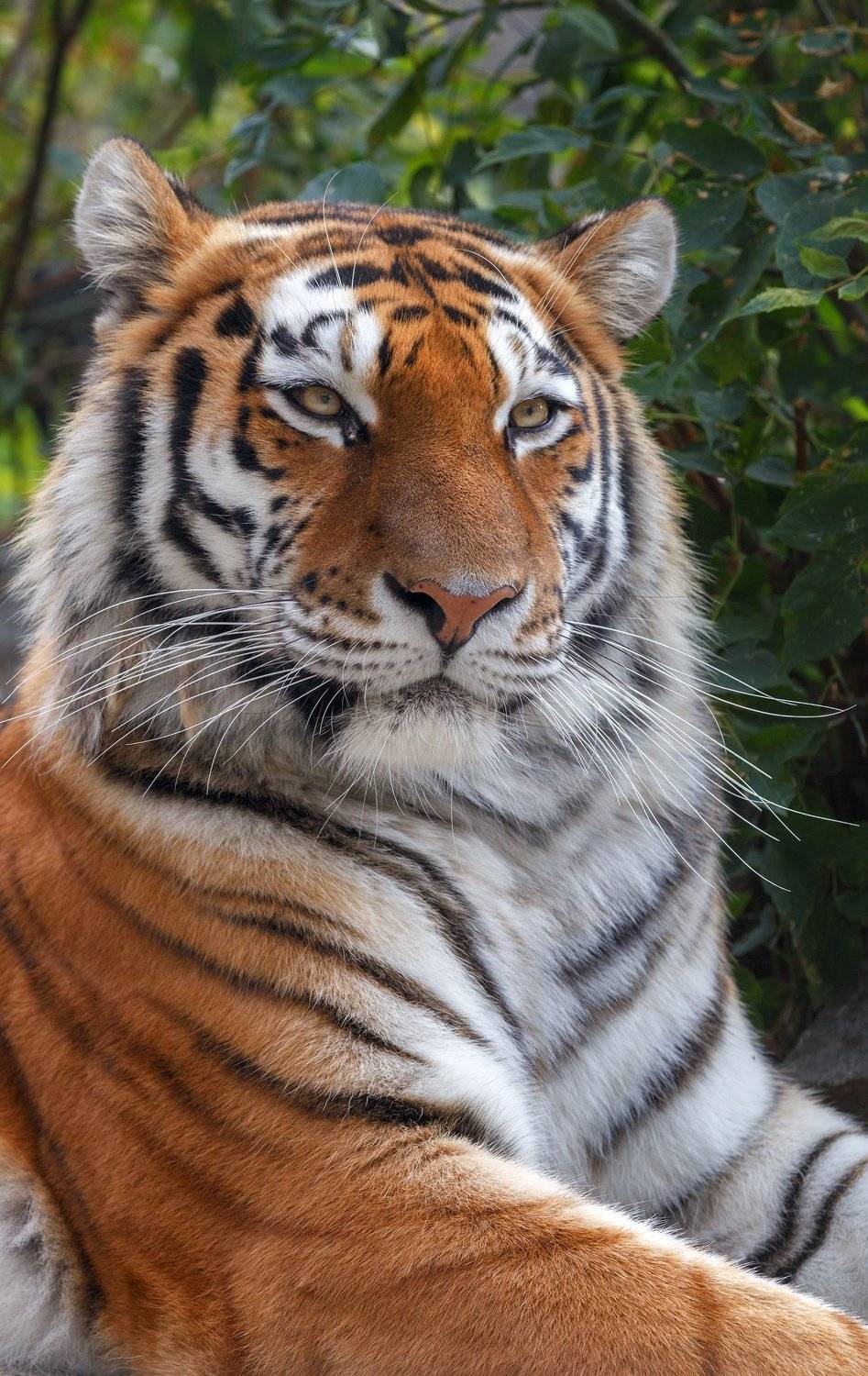 , Олег Богданов