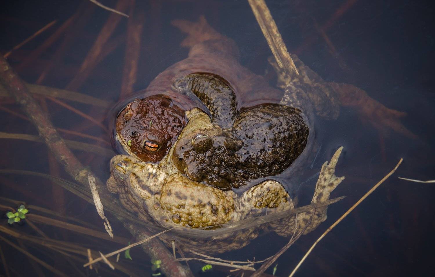 Полистовский заповекдник, вода, серые жабы, жаба, жабы в воде, амфибии, пасмурный свет, вид сверху, Bufo bufo, земноводное, коровница,, псковская область, Ксения Соварцева
