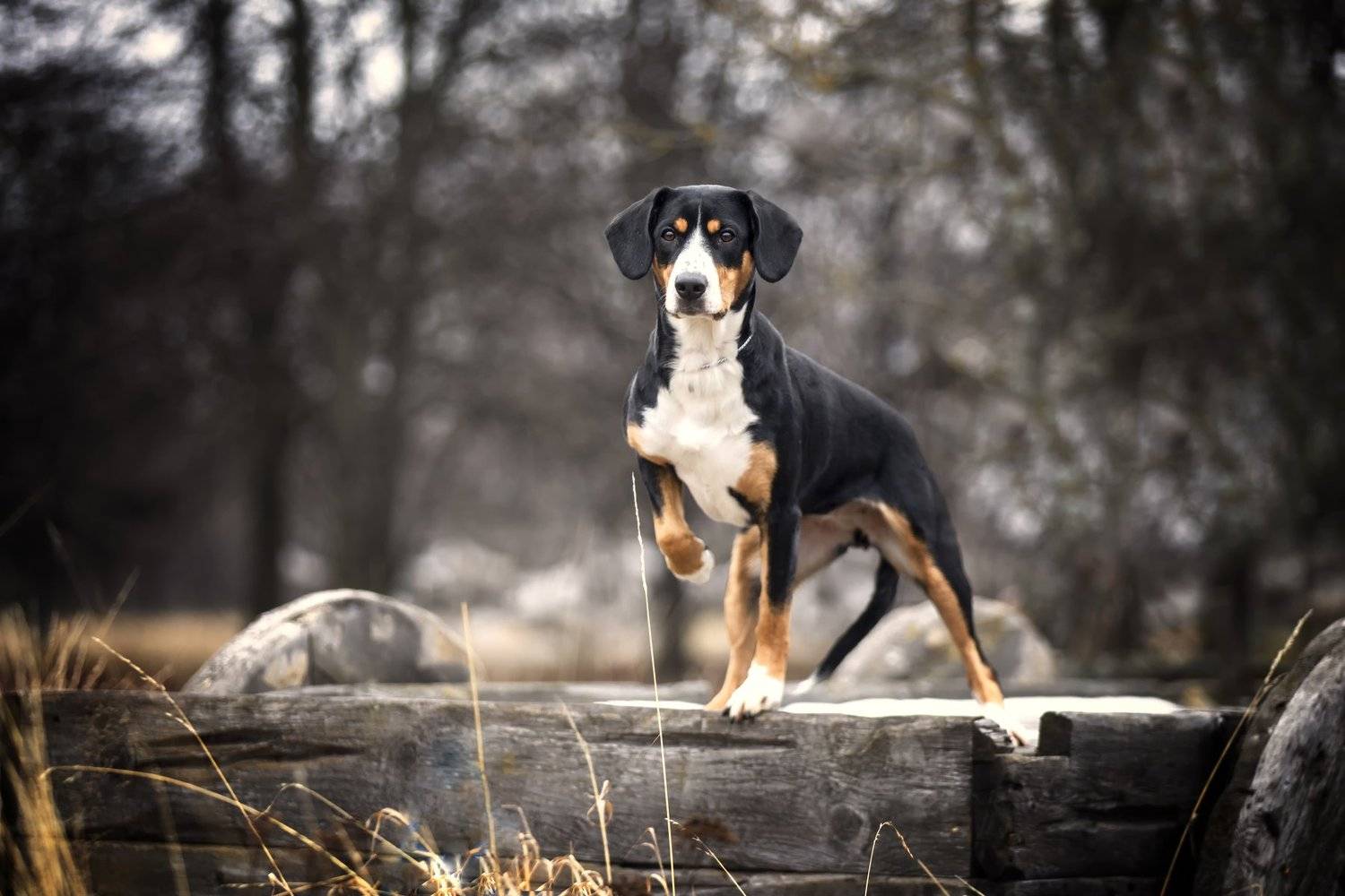 , Андрей Ершов