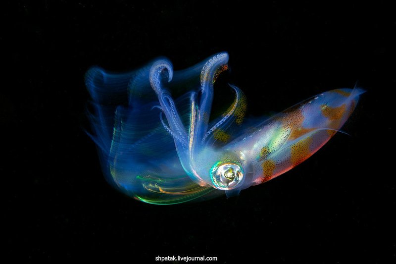 Philippines. Anilao. Black water. фото превью