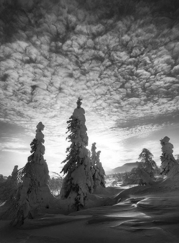 урал, зима, гух, рассвет, ели, облака, Сергей Макурин