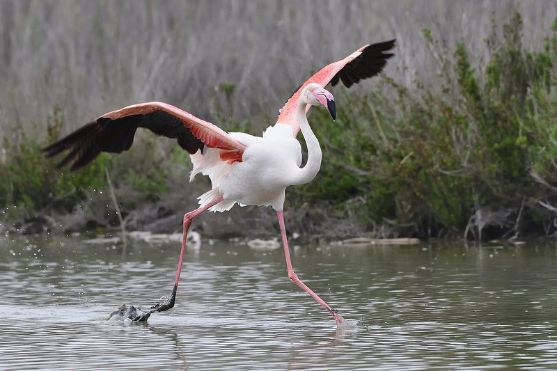 птицы birds Phoenicopterus roseus фото превью