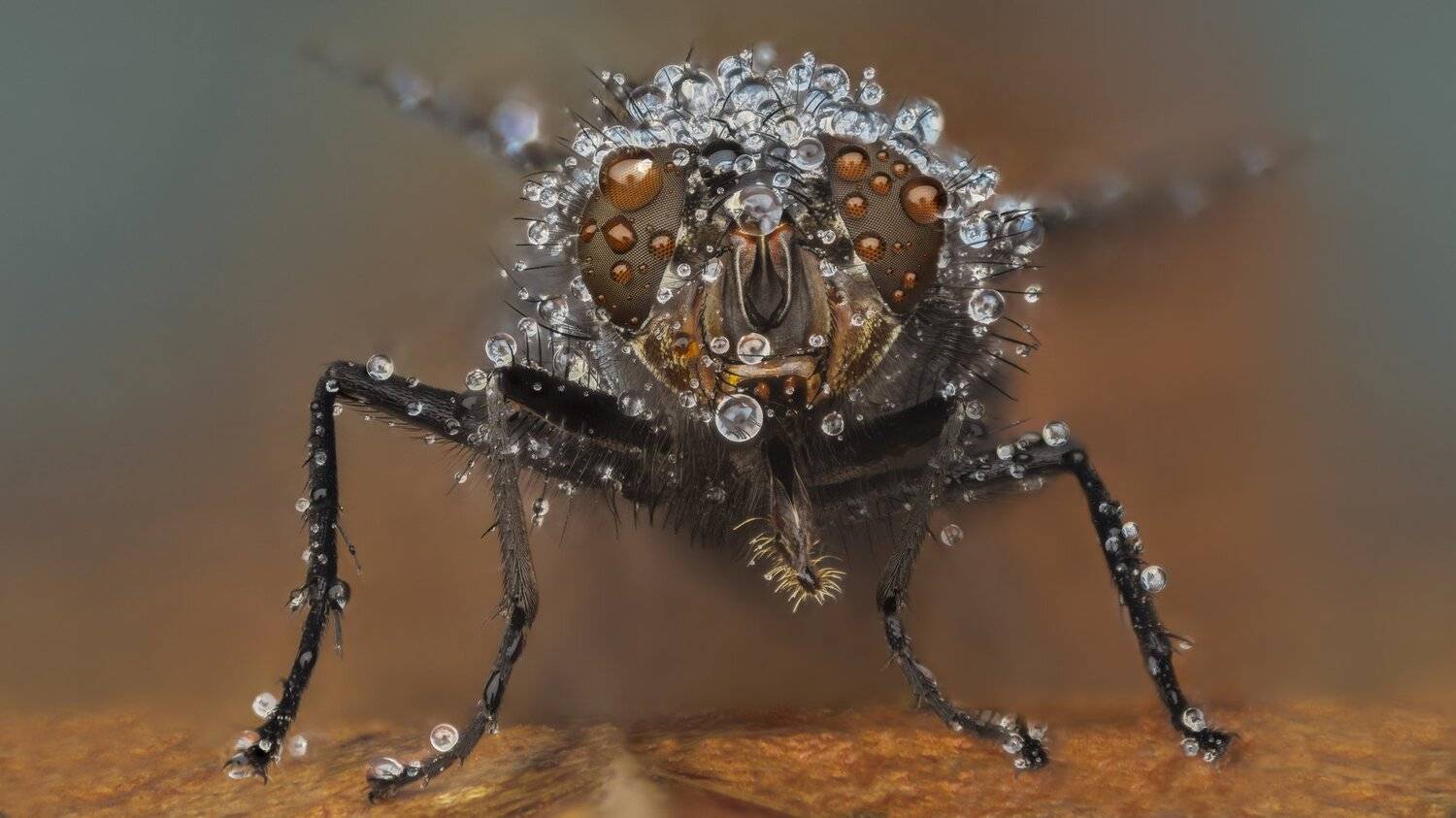 ceclii, nikon d3400, Tsvetan Ganev