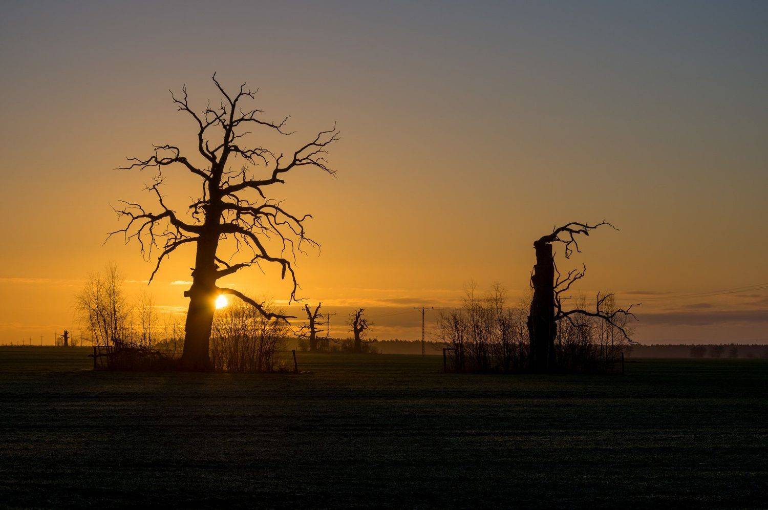 Silhouettes of old oaks. Автор: Maciej Werbliński , Maciej Werbliński