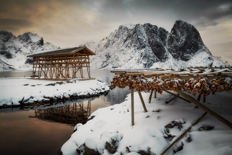 Drying fish in the Lofoten. фото превью