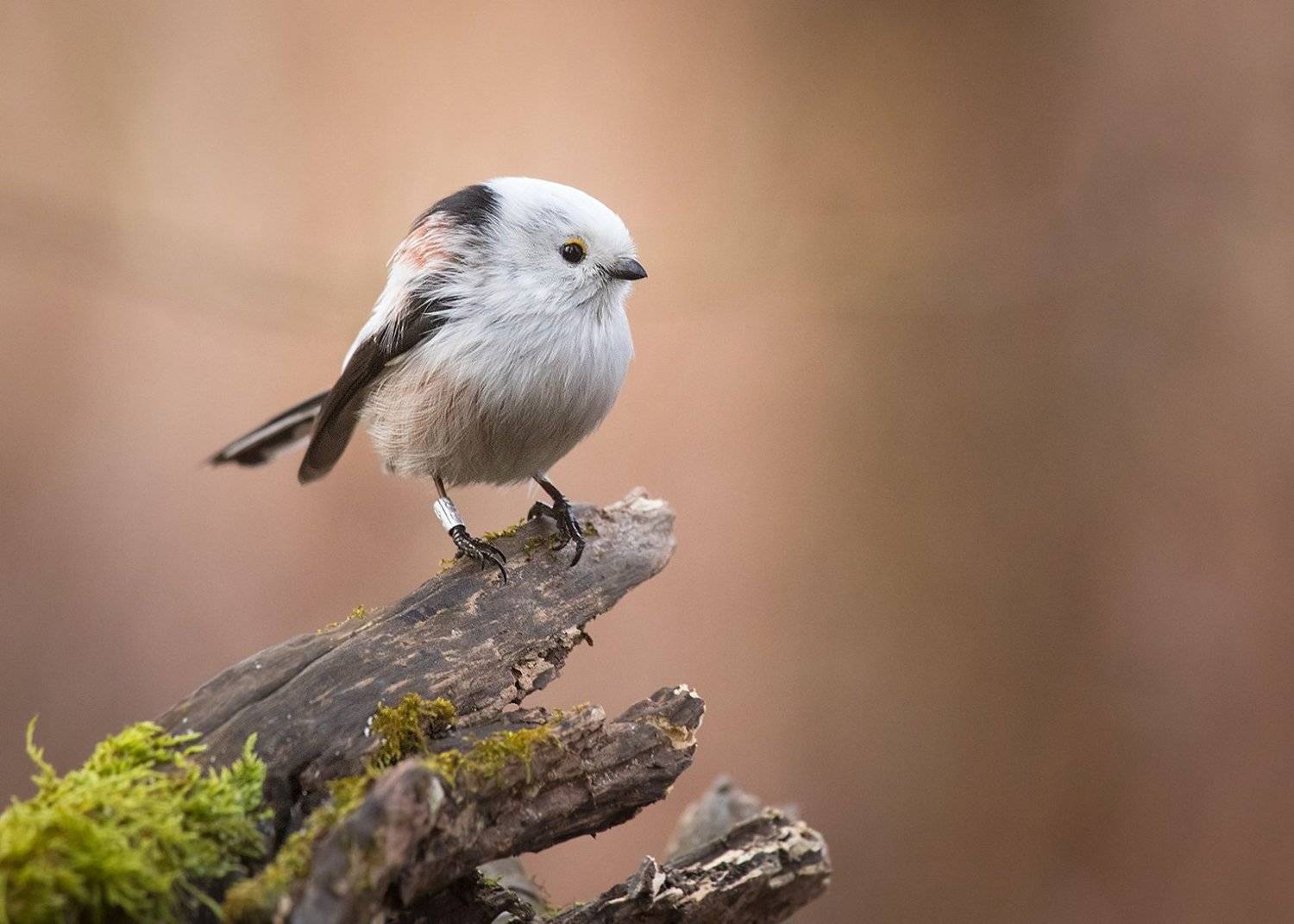 Long-tailed Tit. Автор: Robert Adamec , Robert Adamec