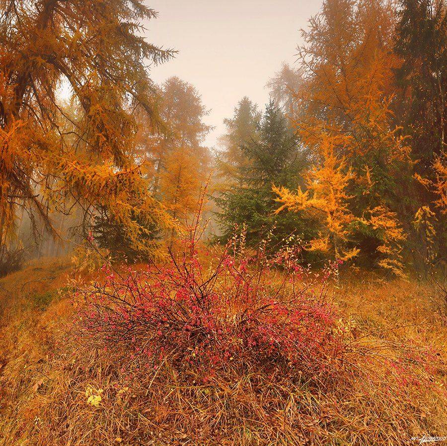 swiss, Матвеев Николай