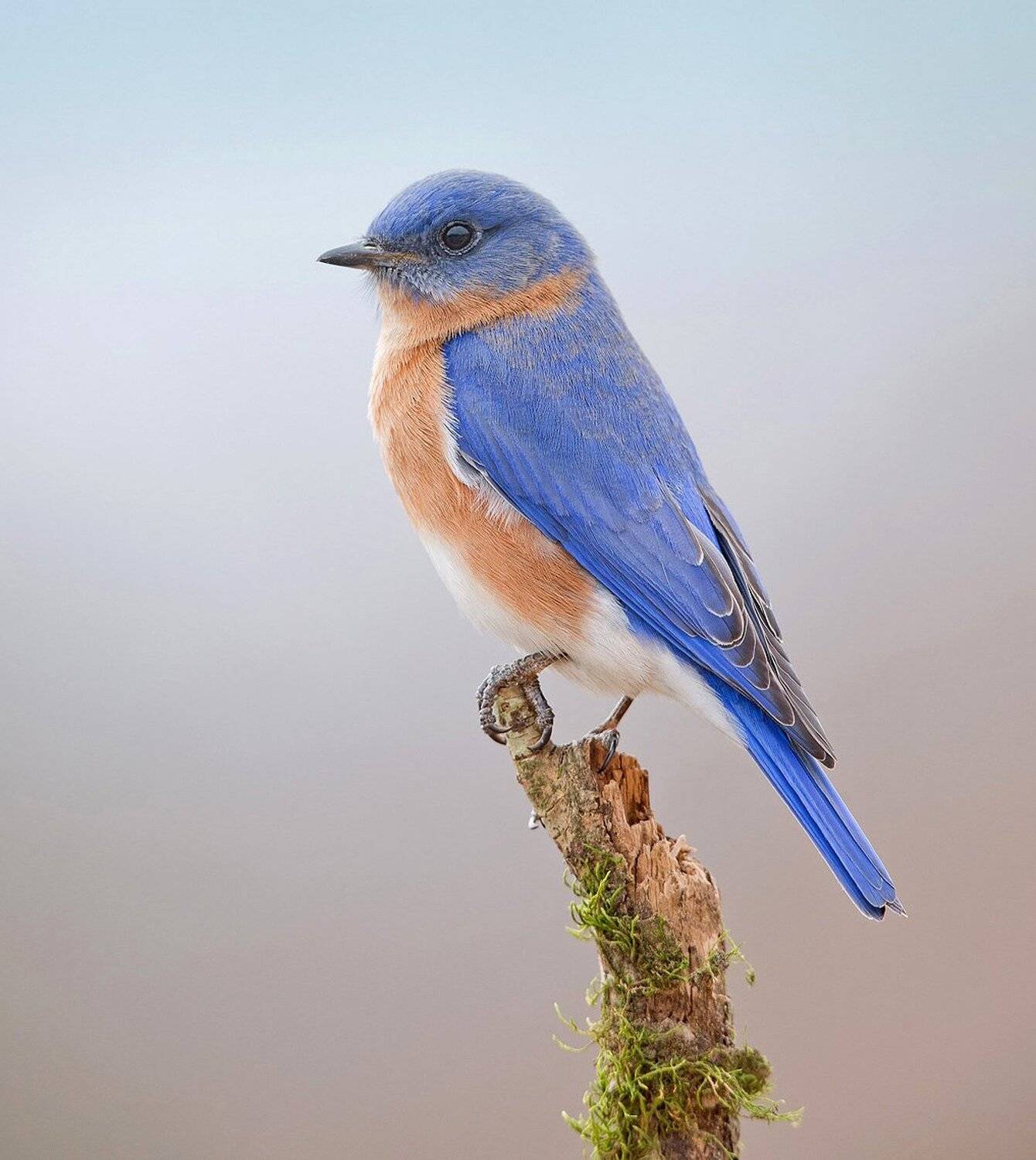восточная сиалия, eastern bluebird,bluebird, Elizabeth Etkind