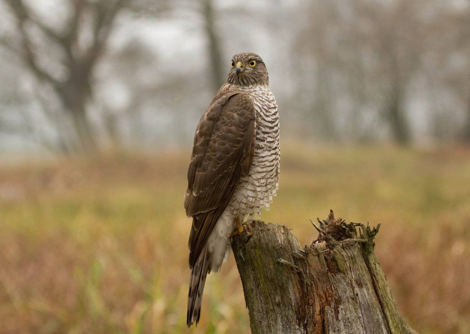 , Janina J?drzejewska-Szombara