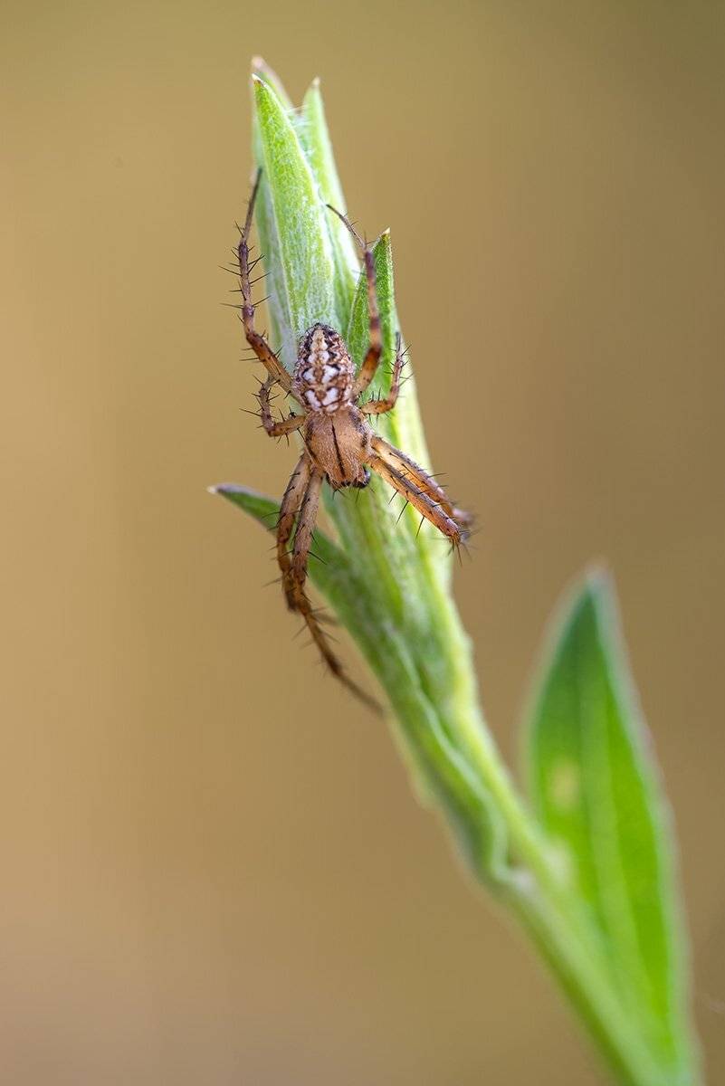 , Александр Земляной