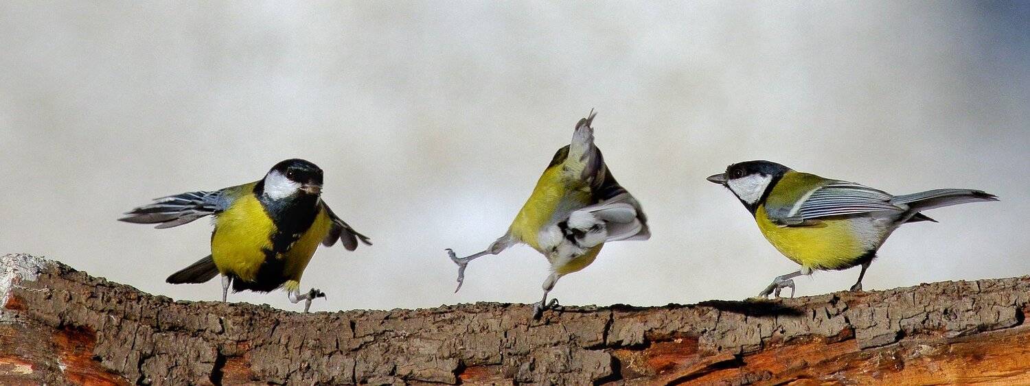 , Георги Славов