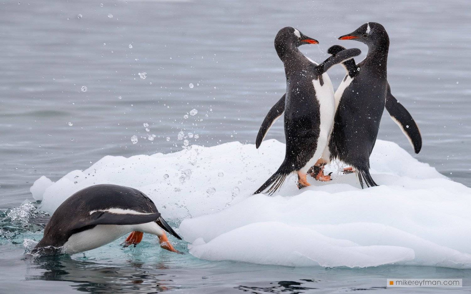 веселые, пингвины, Майк Рейфман
