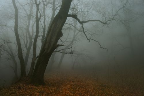 Туманное утро