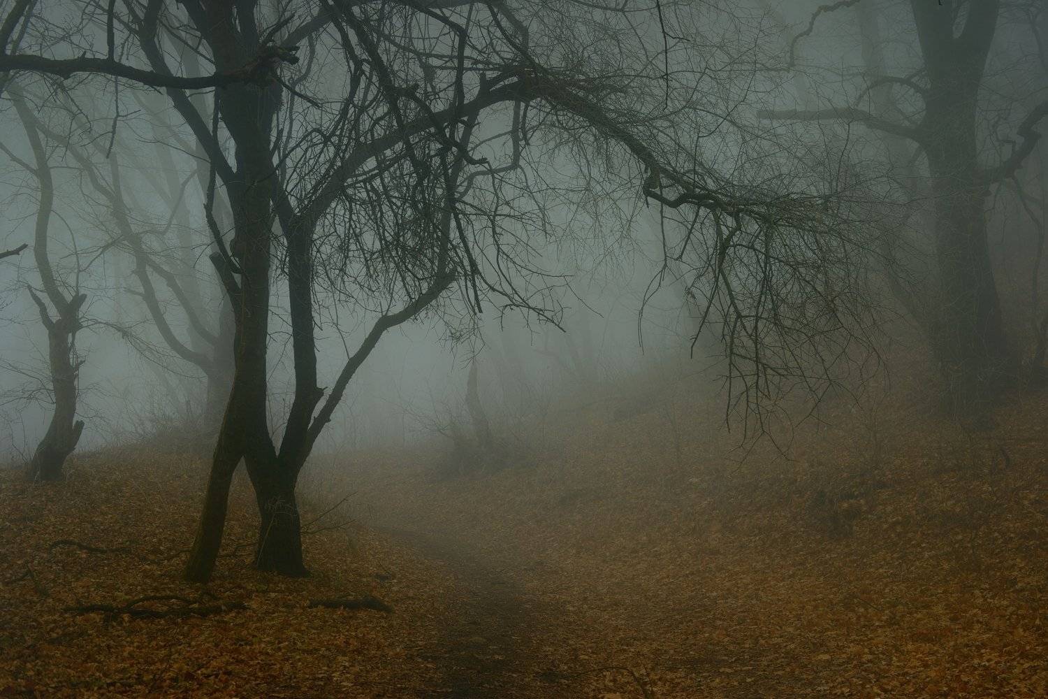 осень листва утро деревья туман тропа, Александр Жарников