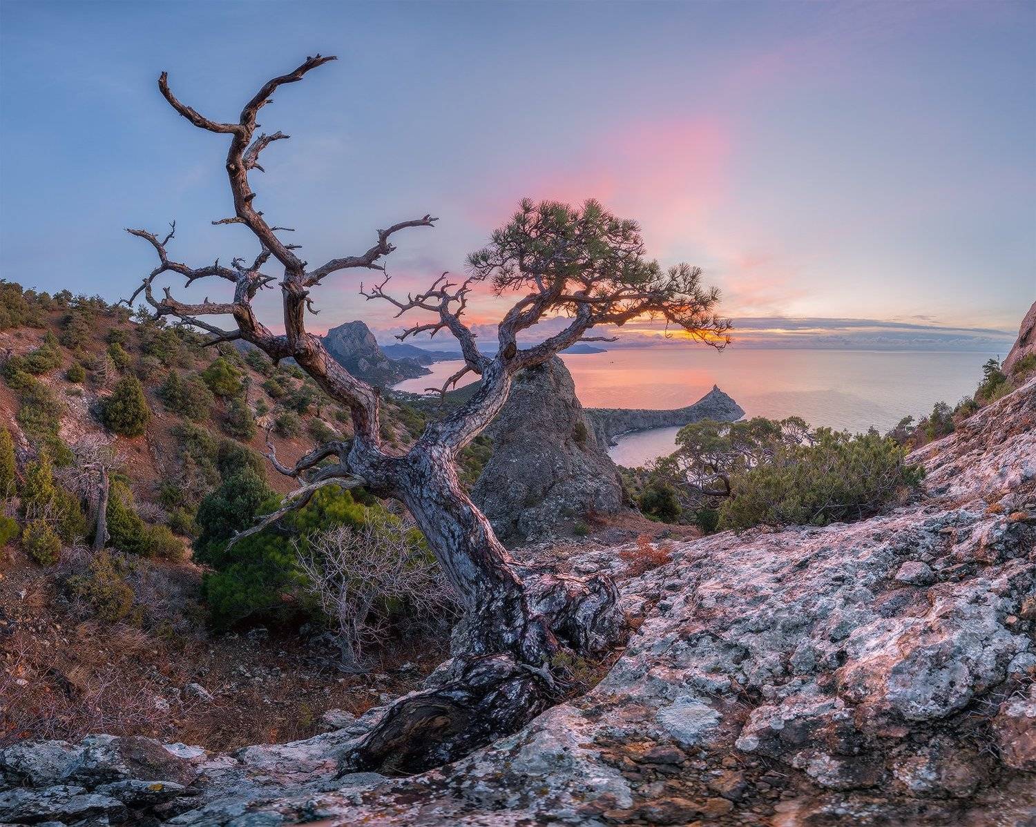 крым, новый свет, реликтовая роща, сосна, рассвет, Николай Мысливцев
