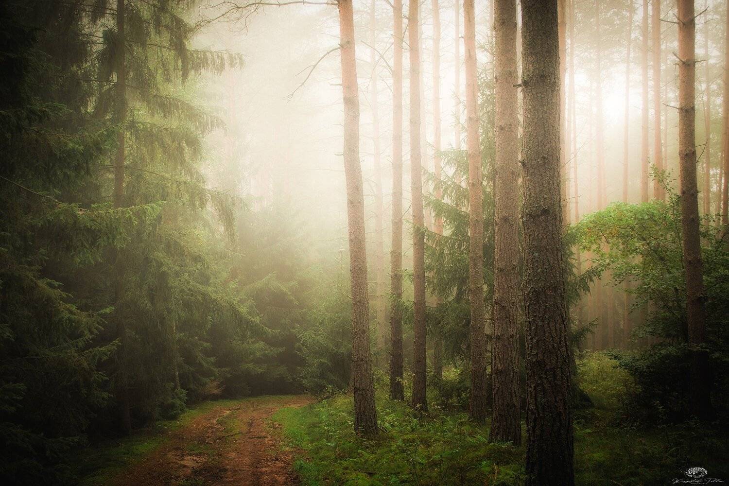 Forest.Trees,Fog,Nature,Atmosphere,Nikon,Mist,Landscape,Path,Sunlight,Dawn,Light,, Krzysztof Tollas