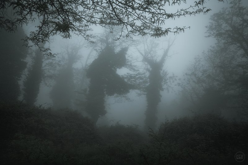 черногория, туман, лес Танцы в тумане фото превью
