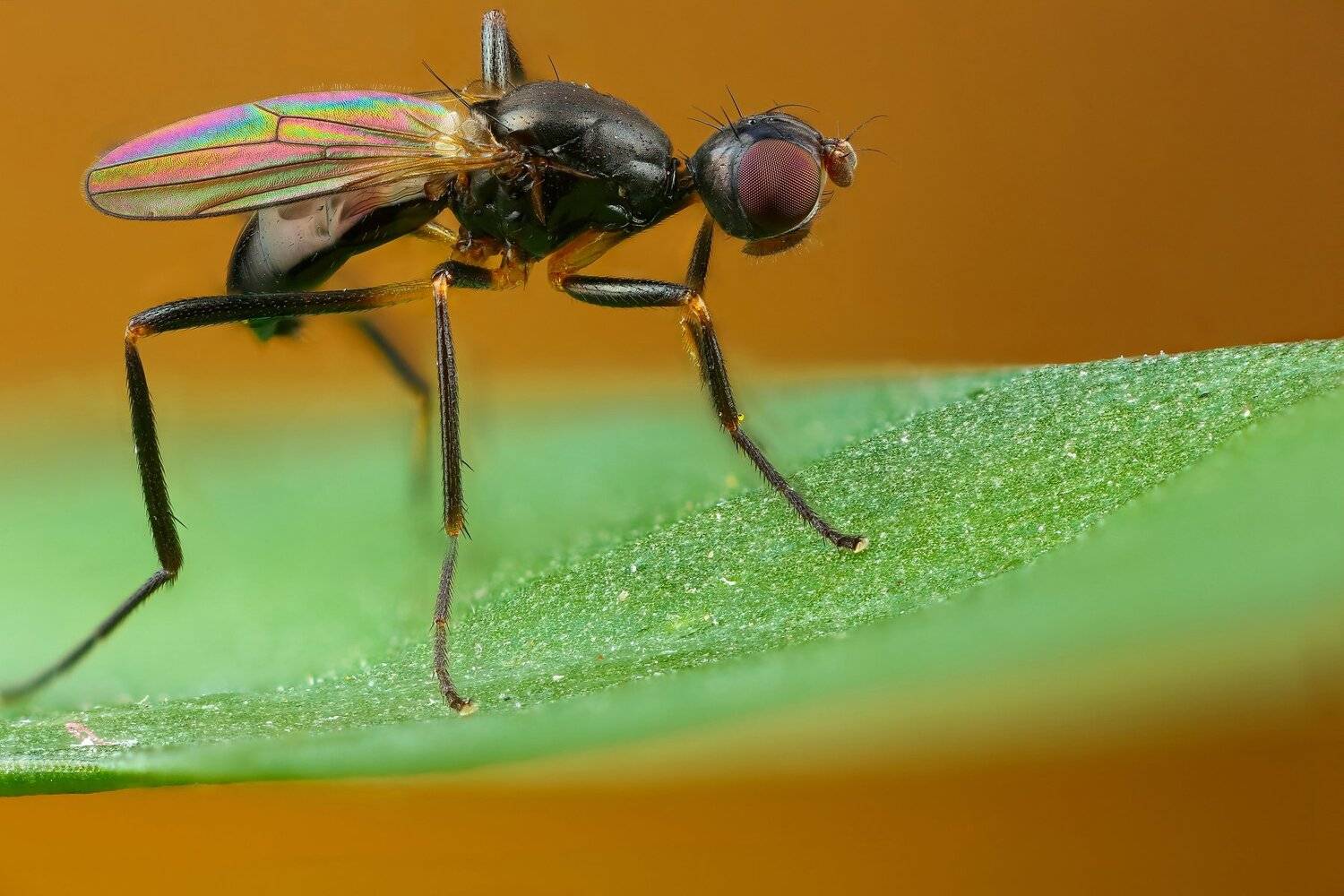 муха макро природа трава цвет зеленый растение, Андрей Шаповалов