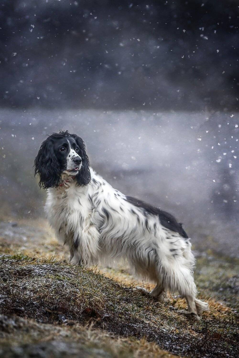 , Андрей Ершов