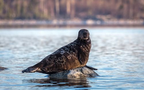 Большой босс. (Ладожская нерпа)