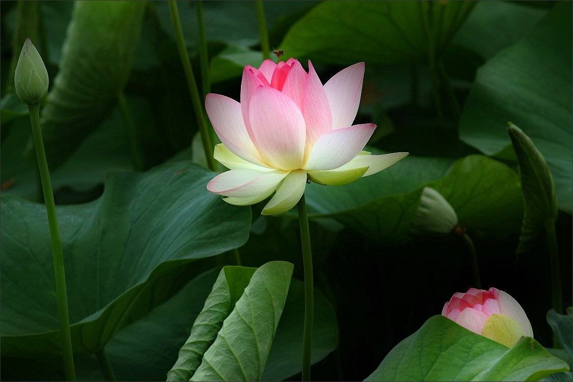 , Сергей Фудиненко