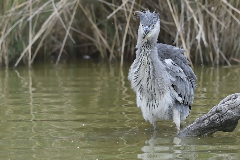 птицы birds Ardea cinerea фото превью
