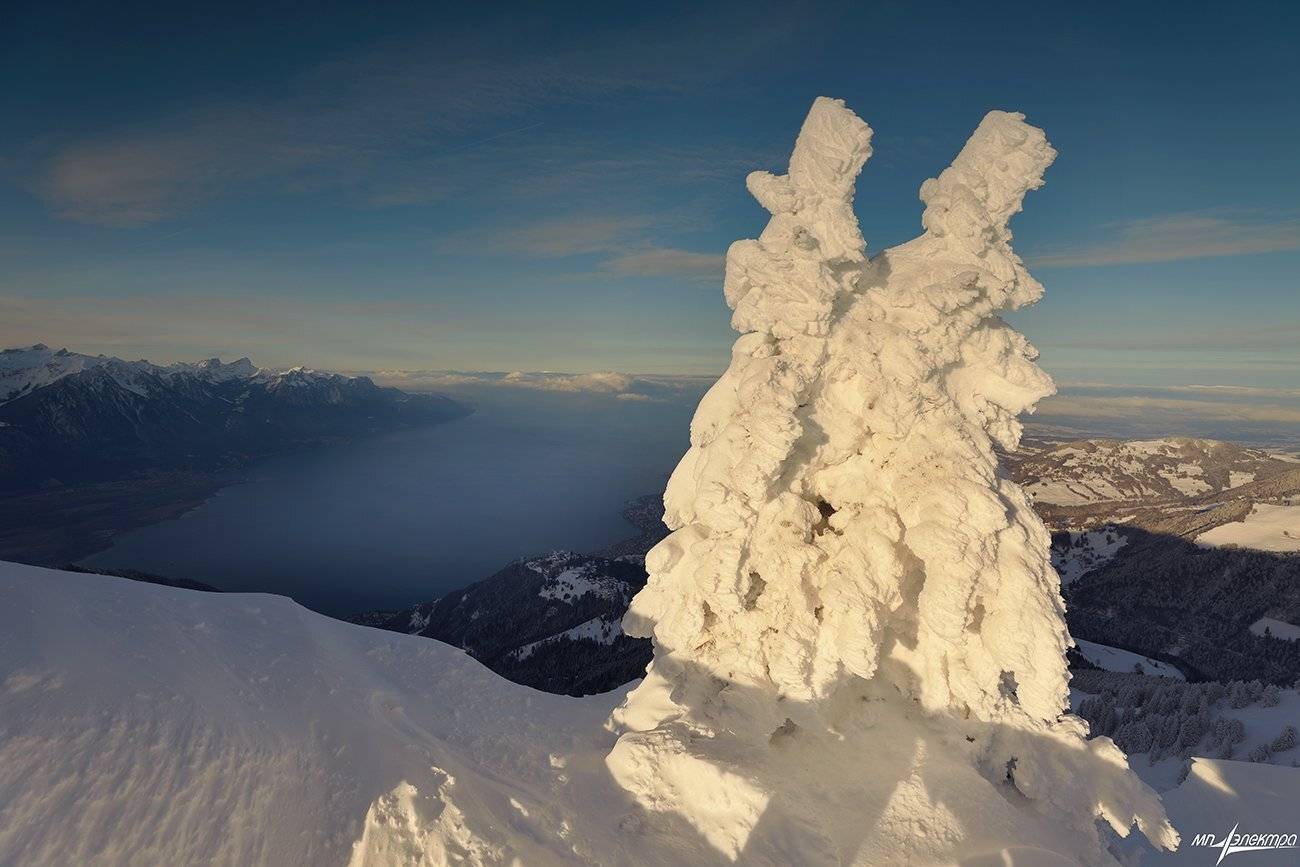 swiss, Матвеев Николай