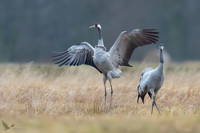 Taniec - Żurawie, Common Crane (Grus grus) ... 2020r фото превью