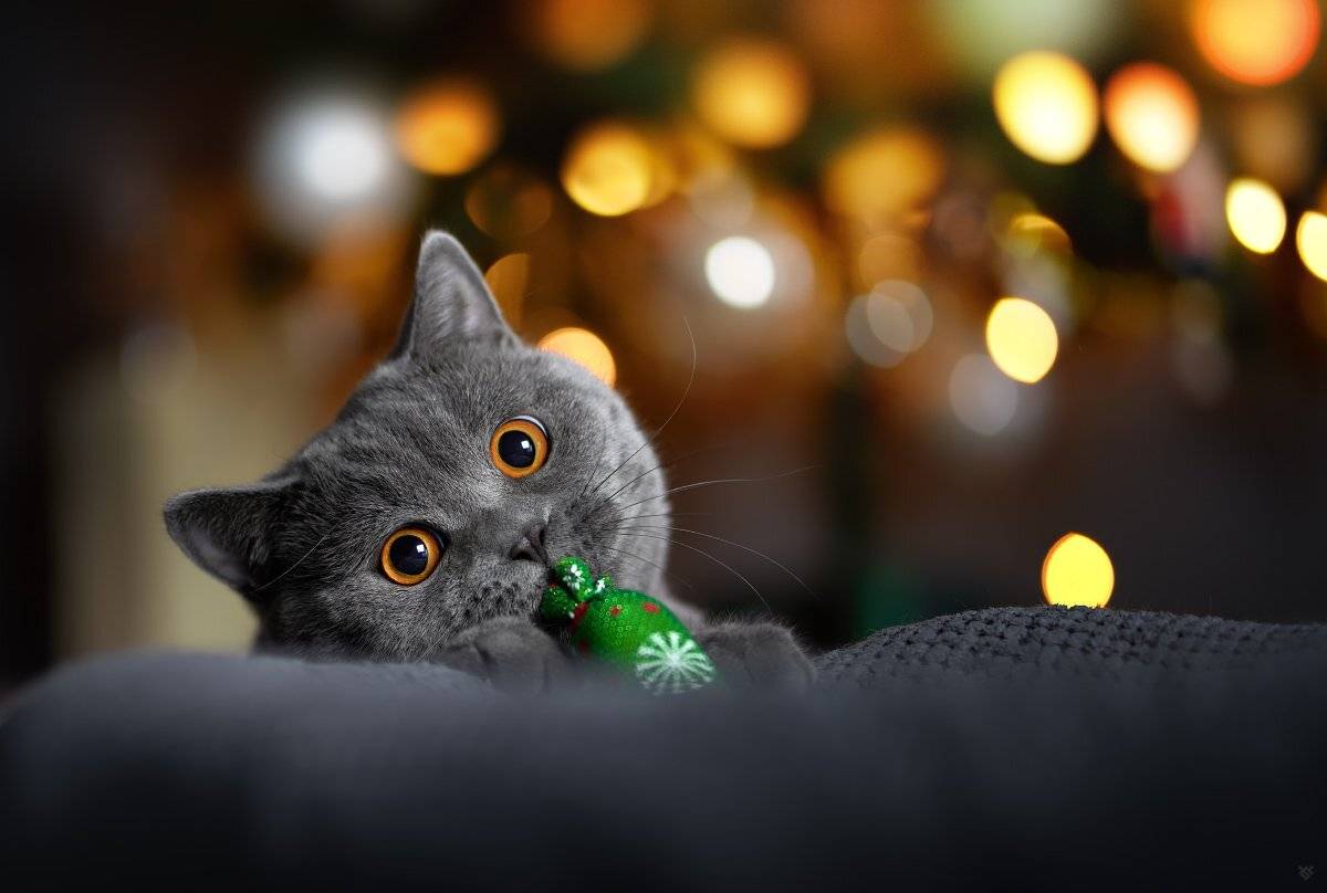 pet, cat, bokeh, christmas, Wojciech Grzanka