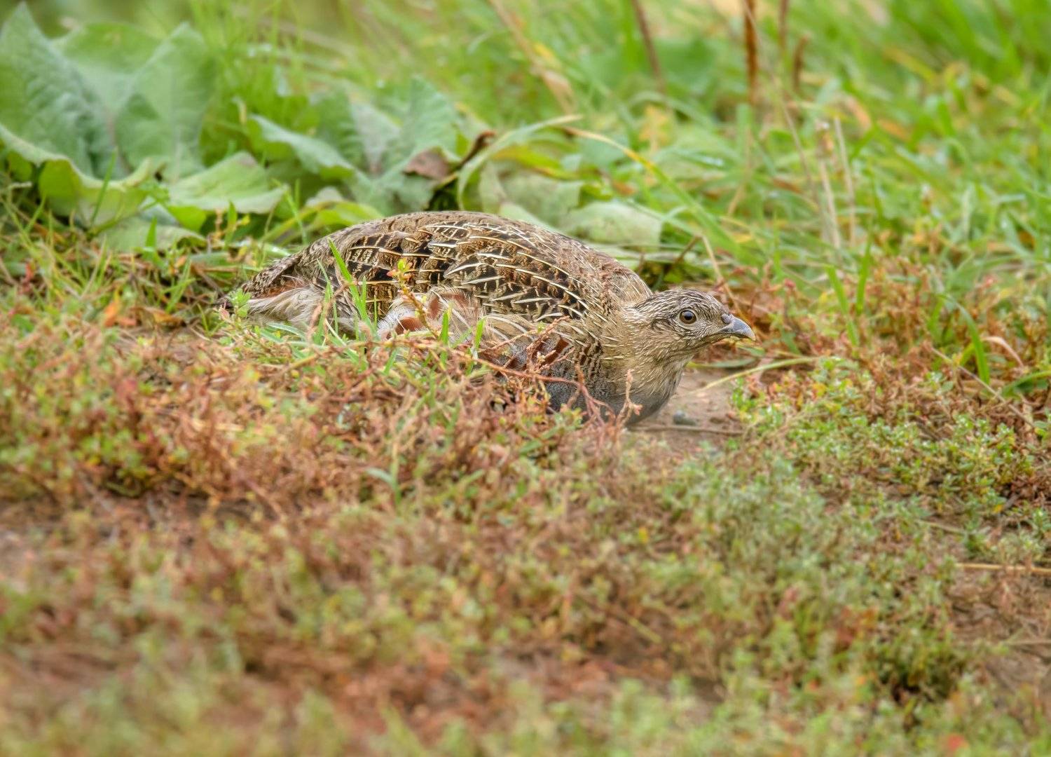 серая куропатка, птица в траве, притаившаяся птица, затаившаяся куропатка, дикая курочка, птица в поле, полевая птица, маскировка птиц, Perdix perdix, Ксения Соварцева