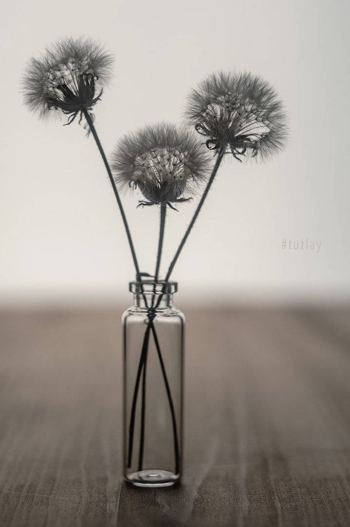 гелиос 44, белый гелиос, одуванчики, Владимир Тузлай