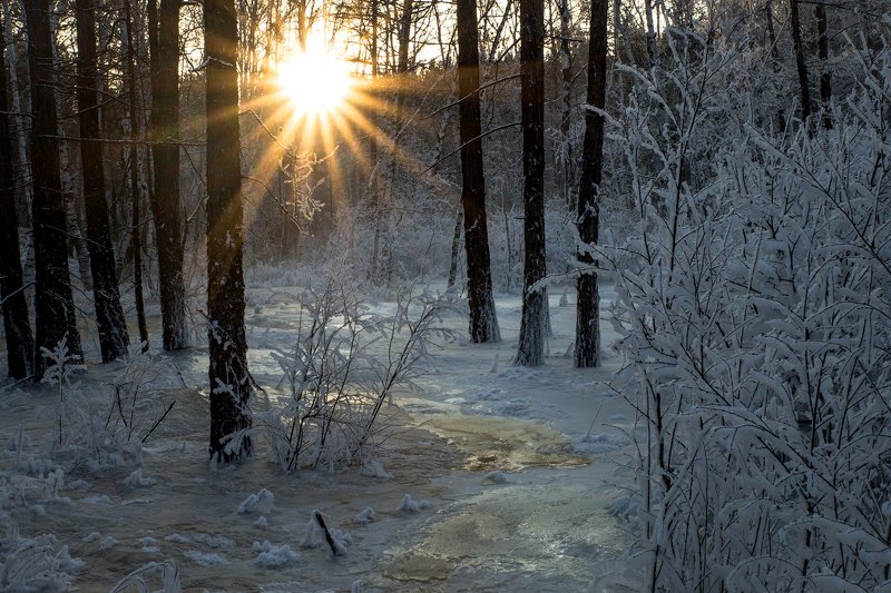 Прогулка в январском лесу фото превью