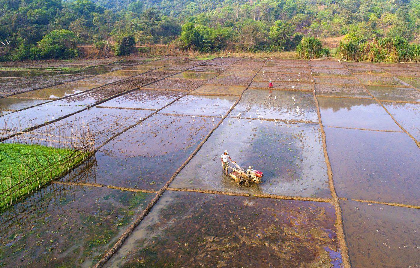 Индия, Гоа, рисовое поле, Борис Резванцев
