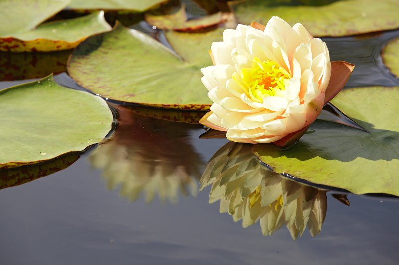 цветы растения кувшинка природа лето Кувшинка фото превью