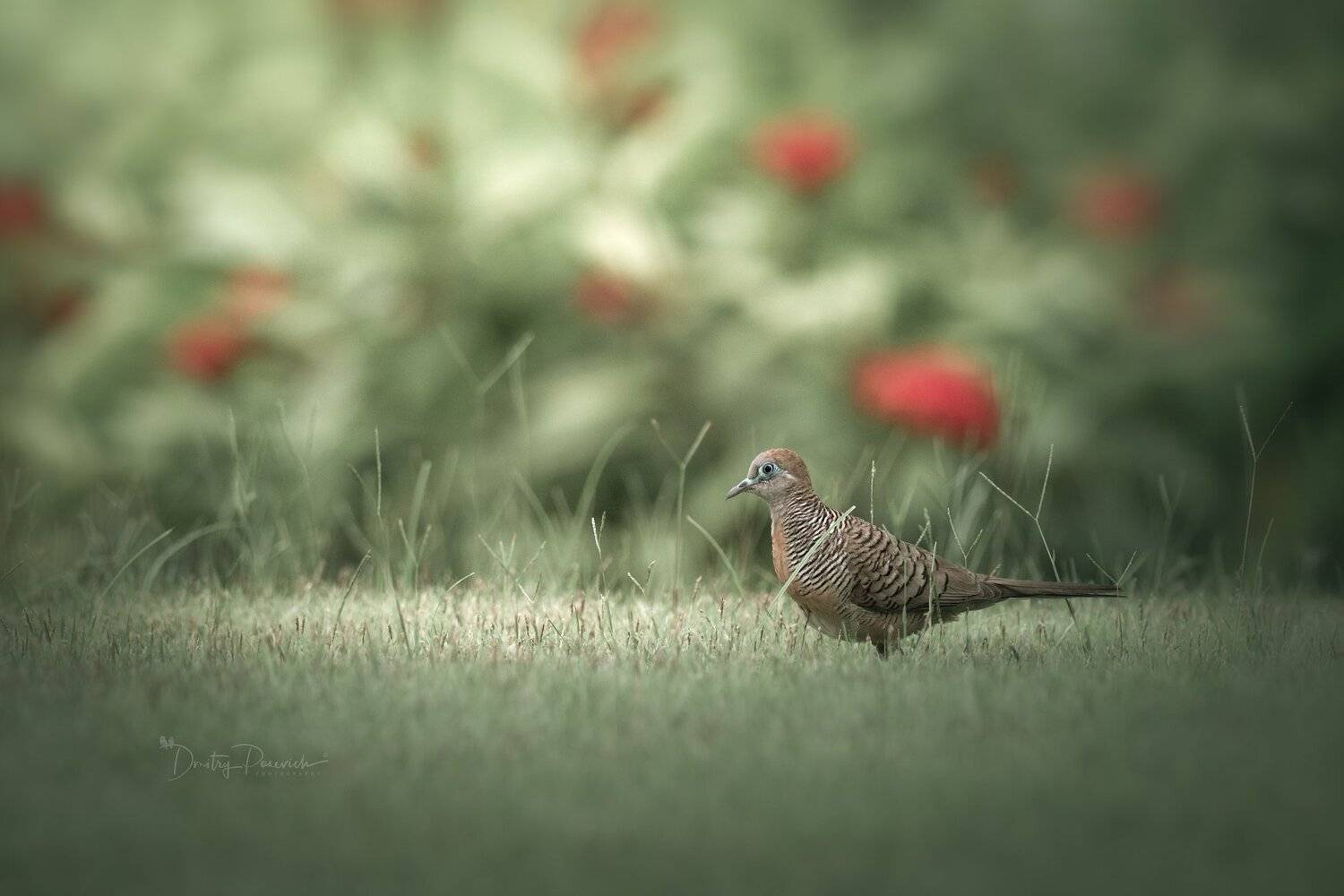 природа, животные, птицы, вьетнам, остров фукок, Дмитрий Посевич