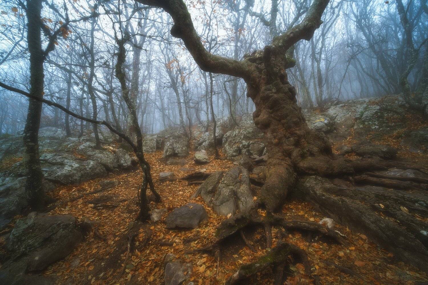 россия, крым, ай-петри, полуостров, черное море, природа, пейзаж, осень, лес, туман, рассвет, бук, восход солнца, горы, Оборотов Алексей