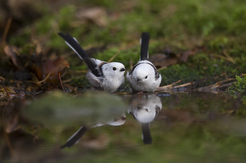 птицы,водопой,осень Птицы на водопое фото превью
