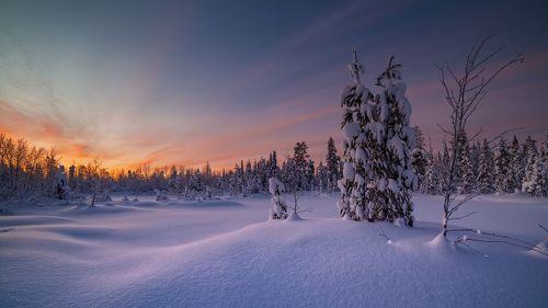 Лесные бродилки, в конце декабря .