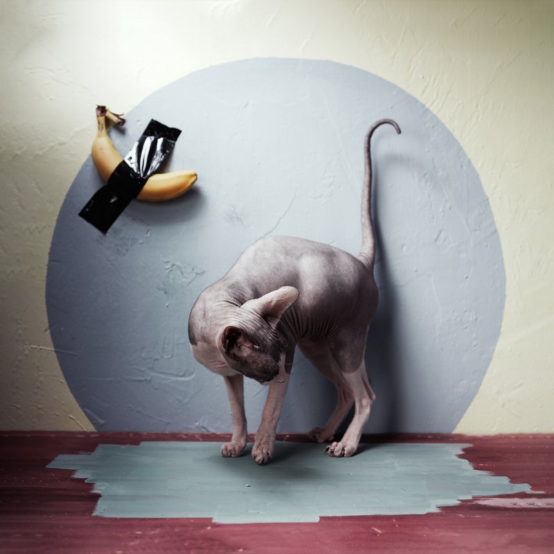 #искусство #сфинксы в натюрморте #кот #банан_маурицио Sphinx and art фото превью
