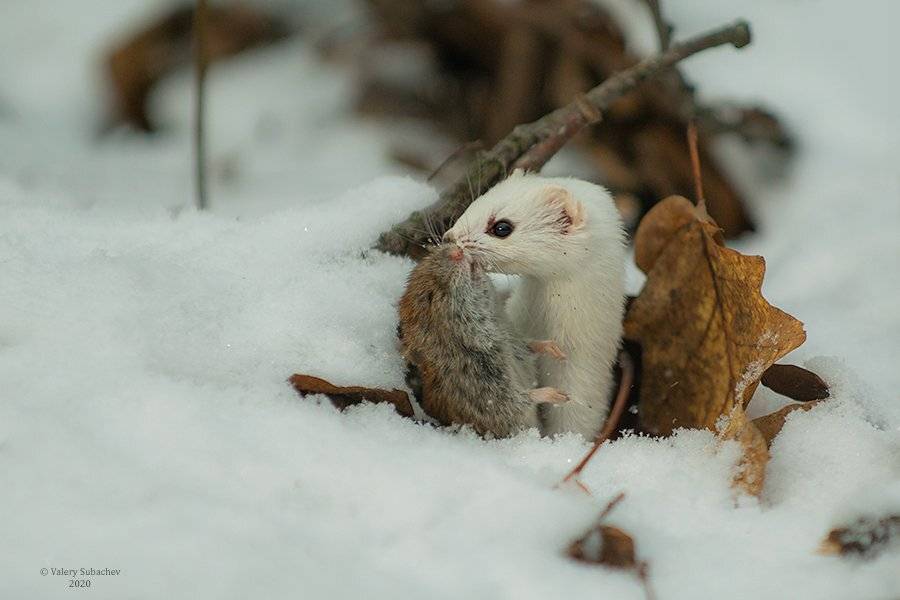 , Валерий Субачев