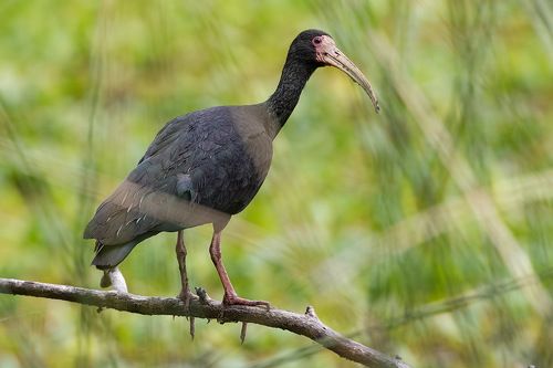 Гололицый ибис