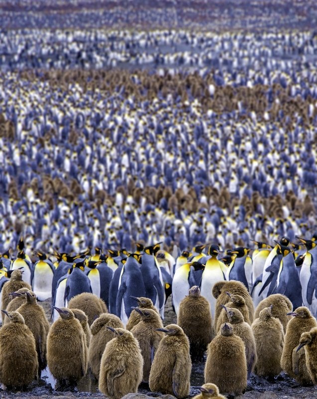 South Georgia Island фото превью