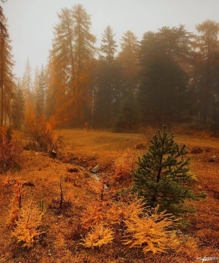 swiss, Матвеев Николай