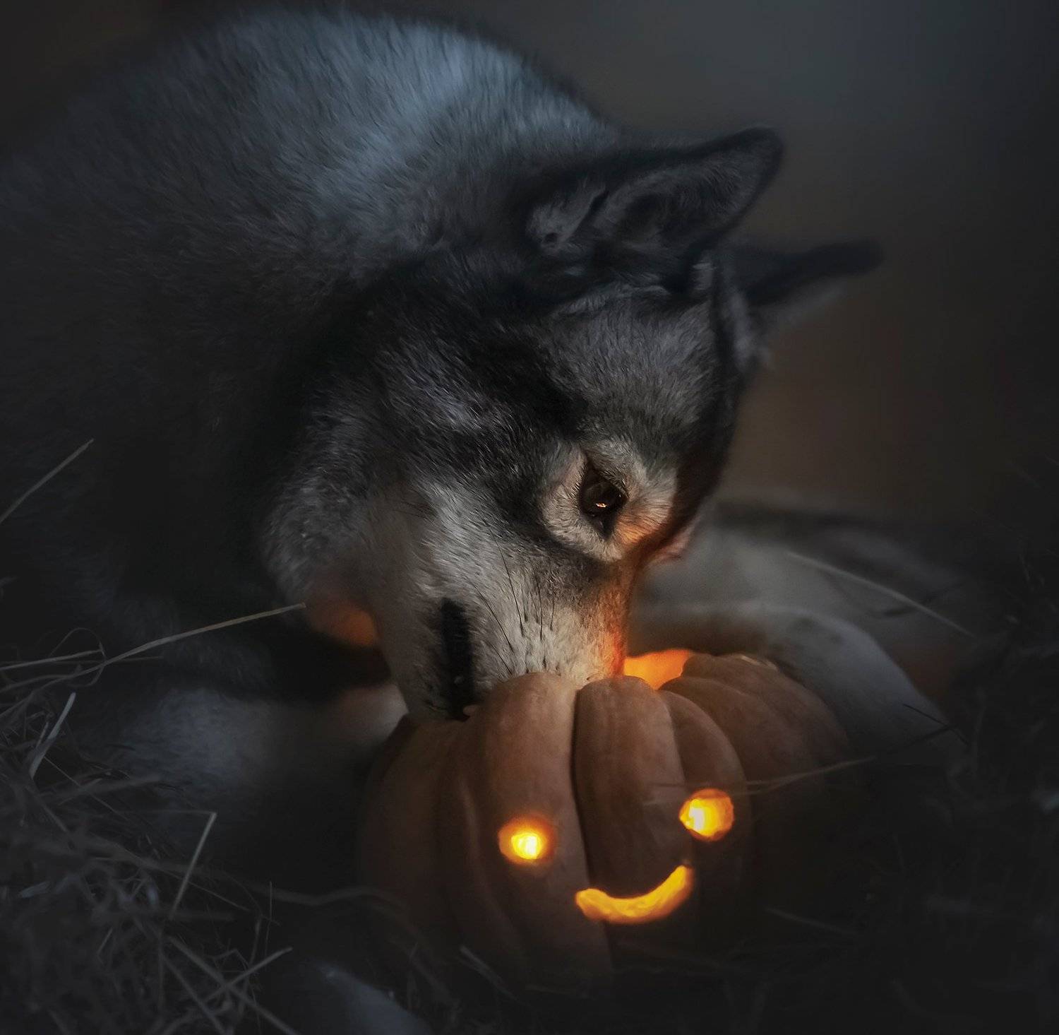 husky, dogs, siberian husky, halloween, pumphik, Erika Tsogoeva