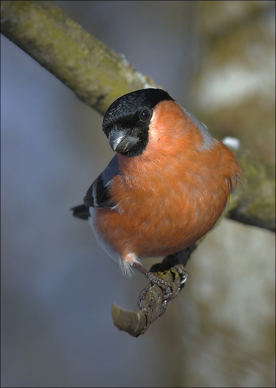 снегирь *** фото превью