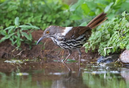 Long-billed Trasher - Рыжий кривоклювый пересмешник