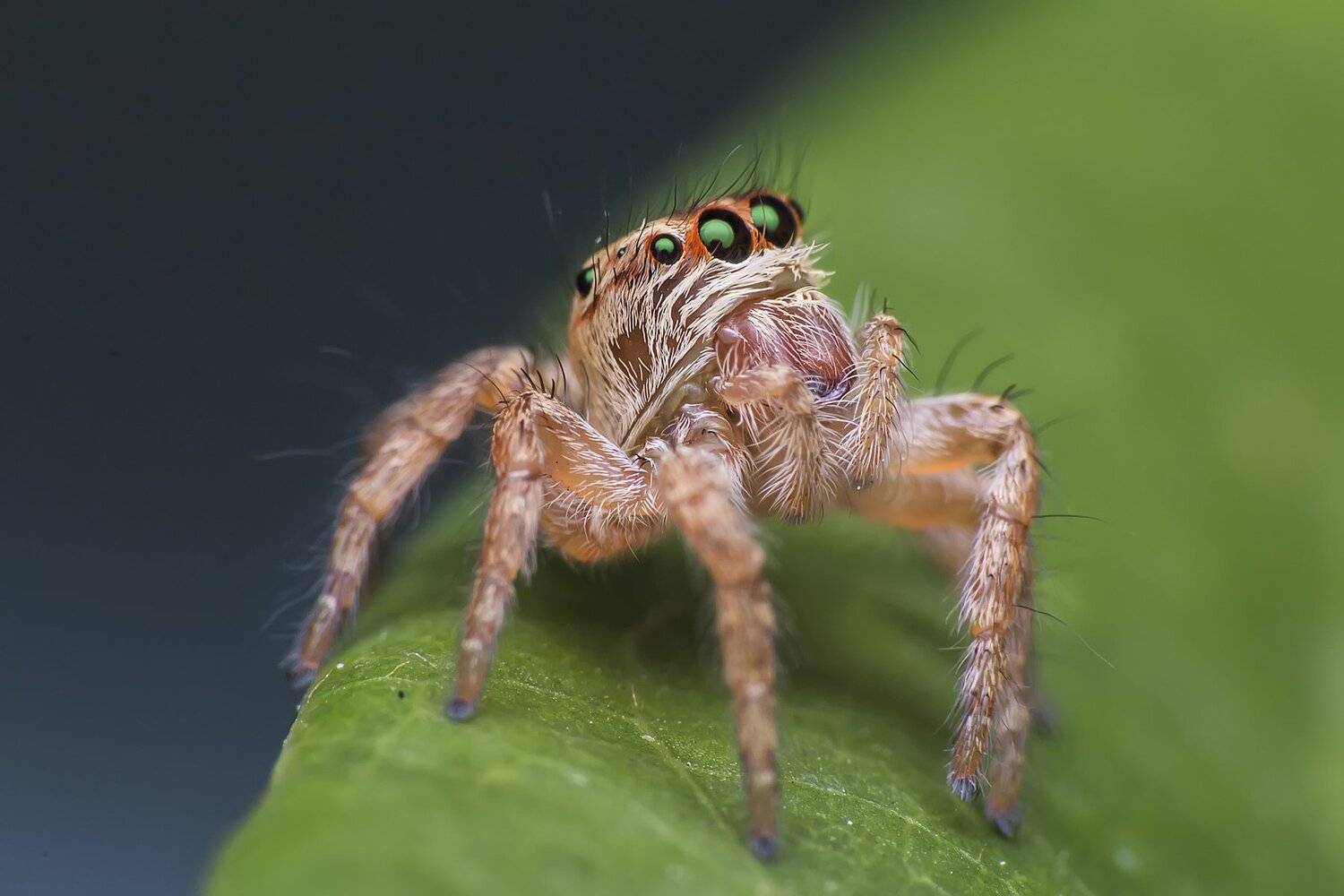 spider, insect animal, danger, dangerus, beatiful, beauty, tropical, eyes, small, macro, close up, jumpon leaf, park, outdoor, forest prey, wild, wildlife, white, red, nature, natural, garden, NeCoTi ChonTin